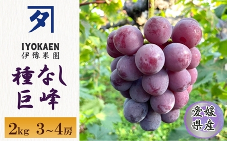 種なし巨峰 約2kg 【2026年先行予約・2026年8月から順次発送予定】 ぶどう 葡萄 果物 愛媛 人気 伊豫果園 伊予市｜B389