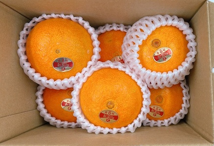 紅まどんな 愛媛 Lサイズ 6個 みかん 人気 数量限定 柑橘 伊予市【2025年11月下旬順次発送】|B450