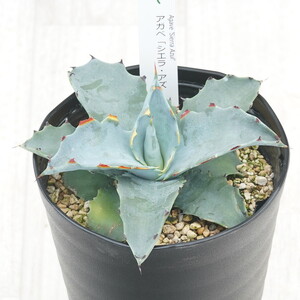 アガベ「シエラ・アズール」4.5号鉢 四国ガーデン 人気 多肉植物