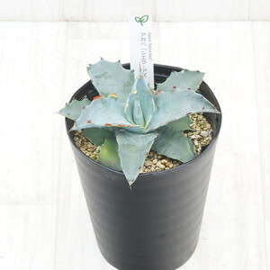 山*男様 多肉植物・アガベ・【特選】・オルカ・斑入り・SSS級美株　コレクション 山*男様 多肉植物・アガベ・【特選】・オルカ・斑入り・SSS級美株