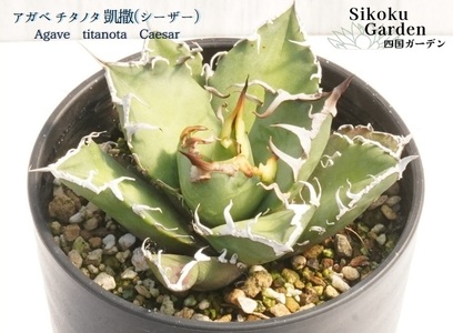 アガベ・チタノタ 「凱撒（シーザー）」 3.5号鉢 四国ガーデン 人気 多肉植物 インテリア 観葉植物 グリーン リラックス | B447