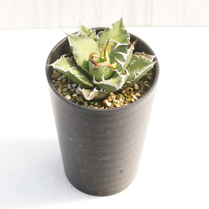 アガベ・チタノタ 「凱撒（シーザー）」 3.5号鉢 四国ガーデン 人気 多肉植物 インテリア 観葉植物 グリーン リラックス | B447