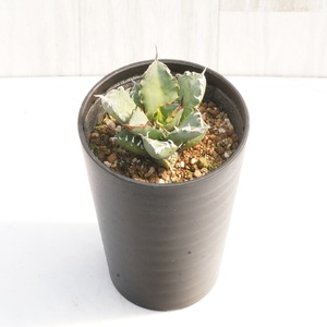 アガベ・チタノタ 「姫仁王冠」 3.5号鉢 四国ガーデン 人気 多肉植物