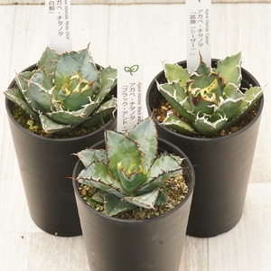 多肉植物 インテリア アガベ チタノタ銘品3種 セット 3.5号鉢 白鯨 シーザー ブラック＆ブルー 四国ガーデン 人気 観葉植物 グリーン リラックス 伊予市｜D54 10,360円