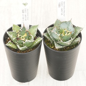 多肉植物 インテリア アガベ チタノタ銘品2種 セット 3.5号鉢 白鯨 シーザー 四国ガーデン 人気 観葉植物 グリーン リラックス 伊予市｜C133
