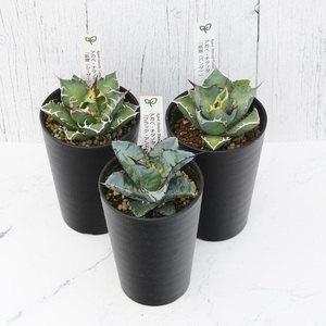 多肉植物 インテリア アガベ チタノタ銘品3種 セット 3.5号鉢 ブラック&ブルー シーザー パンダ 四国ガーデン 人気 観葉植物 グリーン リラックス 伊予市|D51