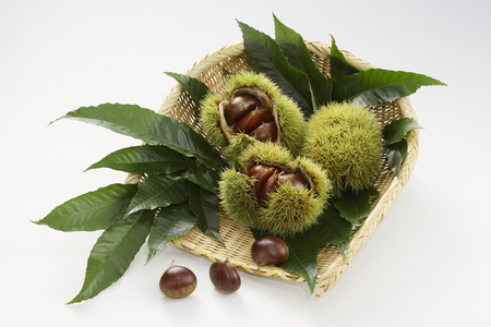 kayoriさまご予約専用 大分県産 銀寄 生栗 4kg kayoriさまご予約専用 大分県産 銀寄 生栗 4kg