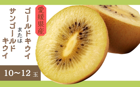 キウイ 愛媛 サンゴールドキウイ ゴールドキウイ 10～12玉入り 【11月中旬から順次発送予定】 数量限定 伊予市｜B470