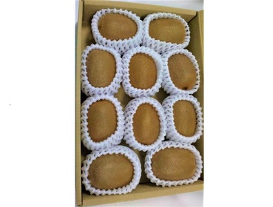 キウイ 愛媛 サンゴールドキウイ ゴールドキウイ 10～12玉入り 【11月中旬から順次発送予定】 数量限定 伊予市｜B470