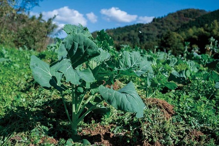 野菜 飲料 料理 ケール 5枚 国産 無農薬 朝どれ 新鮮 急速冷凍 遠藤青汁 伊予市 愛媛｜A119