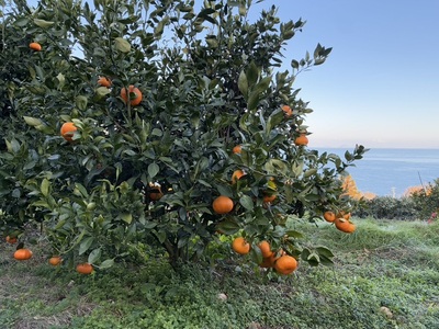 みかん 甘平 5kg M～３Ｌサイズ バラ詰め 農園直送 先行予約 【2027年2月上旬から順次発送予定】 愛媛 数量限定 愛媛県産 人気 柑橘 伊予市｜ B515