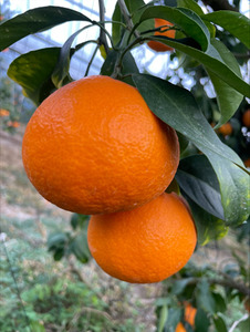 訳あり 愛果28号 2kg サイズミックス 【2026年12月以降発送】 紅まどんなと同一品種 みかん 愛媛 数量限定 先行予約 柑橘 伊予市|A128