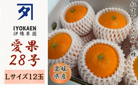 みかん 愛果28号 Lサイズ 12玉（みきゃん箱）【2026年11月下旬から順次発送予定】先行予約 紅まどんなと同一品種 愛媛 人気 柑橘 国産 フルーツ 伊豫果園 伊予市｜B527