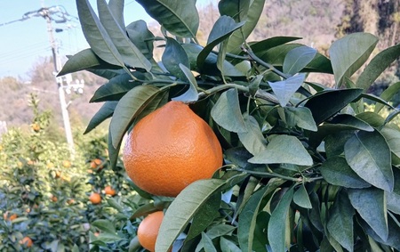 みかん 愛果48号 5kg ご家庭用 紅プリンセスと同一品種 農園直送 先行予約 【3月下旬から順次発送予定】 愛媛 数量限定 愛媛県産 人気 柑橘 国産 フルーツ 伊予市｜B526