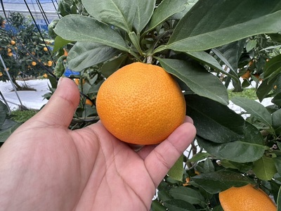 みかん 愛果28号 5kg Sサイズ バラ詰め 紅まどんなと同一品種 農園直送 先行予約 【2026年11月中旬から順次発送予定】 愛媛 数量限定 愛媛県産 人気 柑橘 伊予市| B528