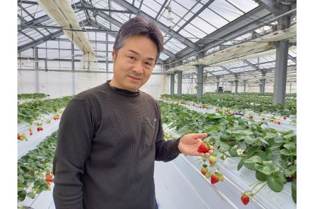 いちご 紅白いちご３種食べ比べセット 農園直送 （赤いちご２品種＋白いちご） くぼなか農園 数量限定 愛媛 人気 伊予市｜B20