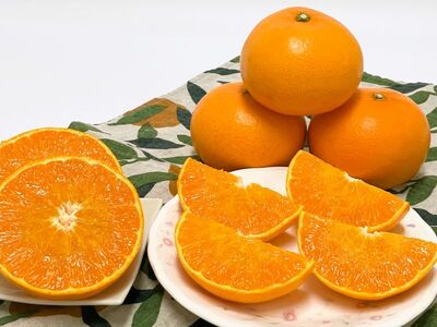 みかん 愛媛 せとか(1.5kg) 人気 数量限定 先行予約 【2026年2月下旬以降発送】 柑橘 伊予市|B30