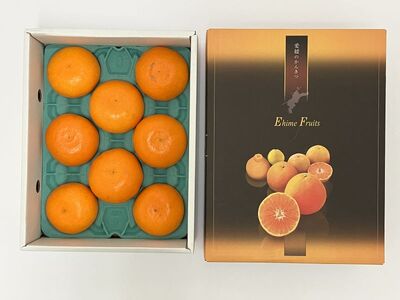 みかん 愛媛 せとか(1.5kg) 人気 数量限定 先行予約 【2026年2月下旬以降発送】 柑橘 伊予市|B30