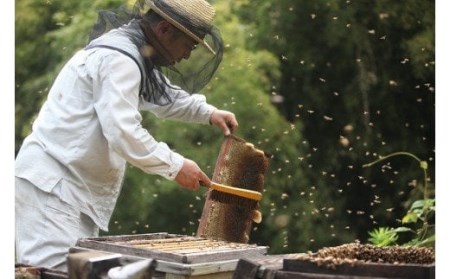 B38藤田養蜂場 はちみつセット（びわ蜜×２本） | 愛媛県伊予市