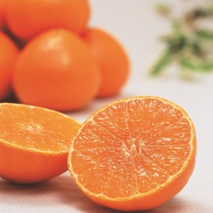 みかん 愛媛 紅まどんな 約3kg L~3L(青秀)【2025年12月から順次発送予定】 人気 数量限定 先行予約 柑橘 JA正規品 化粧箱入り 国産 フルーツ 果物 フルーツギフト 贈答用 伊予市|C27