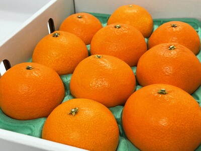 紅まどんな 贈答用 秀品（赤秀・青秀いずれか） 2.5kg JA正規品 化粧箱入り 愛媛 先行予約 数量限定 愛果28号 愛媛果試第28号 みかん 柑橘 人気 伊予市＜2024年11月下旬から順次発送＞｜D04 フルーツ 紅まどんな くだもの 紅まどんな 果物 紅まどんな みかん 紅まどんな 柑橘 紅まどんな