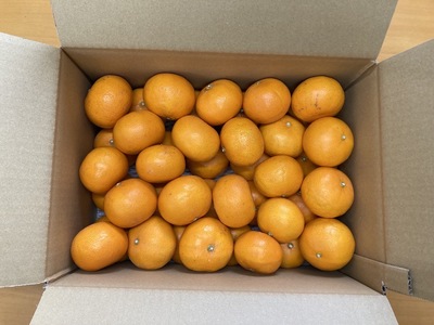 訳あり せとか 5kg ご家庭用 みかん 人気 数量限定 先行予約 愛媛 柑橘 【2026年2月中旬以降順次発送】｜B146