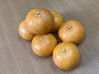 訳あり せとか 5kg ご家庭用 みかん 人気 数量限定 先行予約 愛媛 柑橘 【2026年2月中旬以降順次発送】｜B146