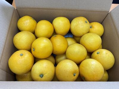 訳あり 河内晩柑 8kg ご家庭用 人気 【2026年4月以降順次発送】かわちばんかん 数量限定 先行予約  さっぱりした甘味 みかん 柑橘 蜜柑 くだもの フルーツ 国産 愛媛 伊予市｜B150