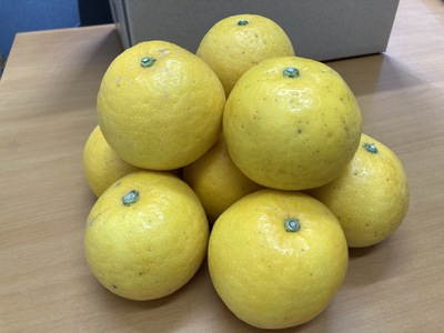 訳あり 河内晩柑 8kg ご家庭用 人気 【2026年4月以降順次発送】かわちばんかん 数量限定 先行予約  さっぱりした甘味 みかん 柑橘 蜜柑 くだもの フルーツ 国産 愛媛 伊予市｜B150