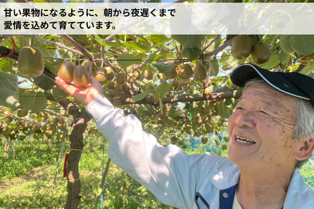 ＜10月下旬以降発送＞【ぽぽ農園】【訳あり・ご自宅用】レインボーレッドキウイ（四国中央市産レインボーレッド） Lサイズ 約2kg（17個～21個）