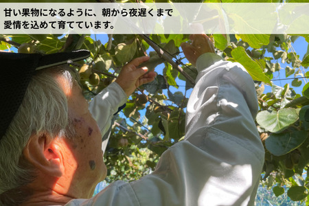 ＜10月下旬以降発送＞【ぽぽ農園】【訳あり・ご自宅用】レインボーレッドキウイ（四国中央市産レインボーレッド） Lサイズ 約2kg（17個～21個）