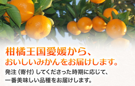 温州みかん 秀品 10kg 愛媛県 四国中央市産 品種厳選 送料無料 果物 フルーツ