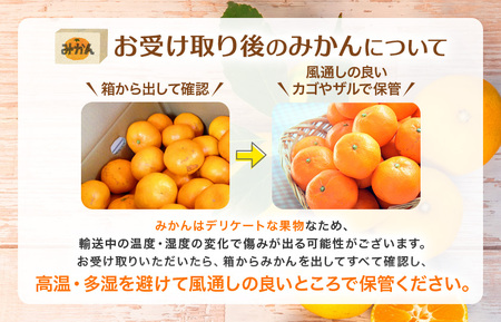 温州みかん 秀品 10kg 愛媛県 四国中央市産 品種厳選 送料無料 果物 フルーツ