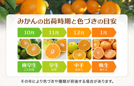 温州みかん 秀品 10kg 愛媛県 四国中央市産 品種厳選 送料無料 果物 フルーツ
