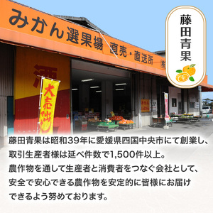 甘夏 5kg 愛媛県 秀品 四国中央市産 送料無料 果物 フルーツ