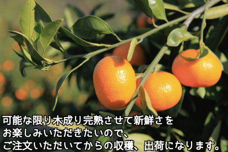 百太郎みかん(温州みかん)　特秀品　3kg(土居町天満産)