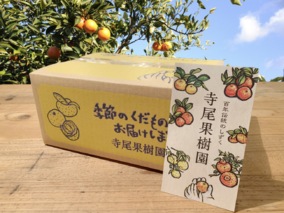 ブラッドオレンジ(タロッコ) 赤秀品 3kg(土居町天満産)