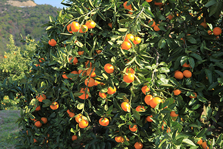 ブラッドオレンジ(タロッコ) 赤秀品 3kg(土居町天満産)