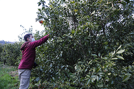 ブラッドオレンジ(タロッコ)　赤秀品　5kg(土居町天満産)