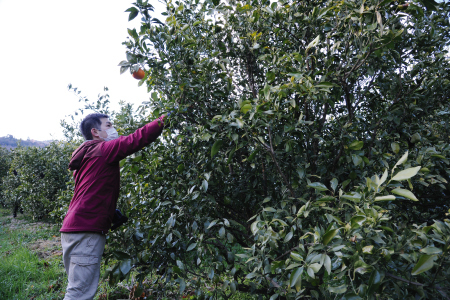 檸檬 特秀品3kg（土居町天満産）