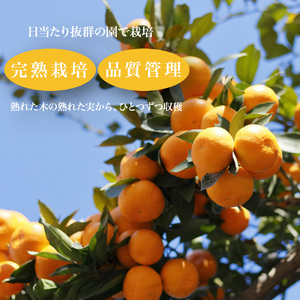 温州みかんジュース(ストレート)720ml×3本