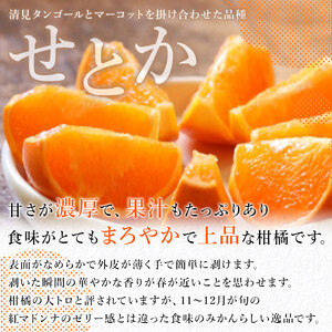三好農園直送　愛媛県西予市産 秀逸柑橘「せとか」 家庭用　約４kg『2026年4月中旬頃より順次発送予定』MMN0010
