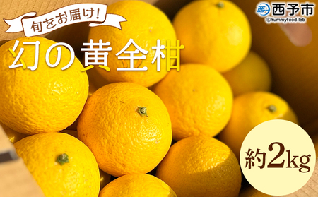 ＜旬をお届け！幻の黄金柑 約2kg＞ みかん ミカン 蜜柑 果物 柑橘類 果実 オレンジ フルーツ おうごんかん 黄蜜柑 25個前後 特産品 国産 明浜産 二ノ宮商事株式会社 愛媛県 西予市【常温】『2026年3月上旬から3月下旬迄に順次出荷予定』ANS0019