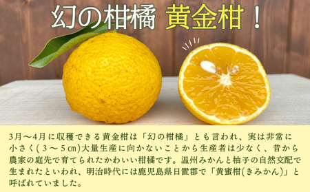 ＜旬をお届け！幻の黄金柑 約2kg＞ みかん ミカン 蜜柑 果物 柑橘類 果実 オレンジ フルーツ おうごんかん 黄蜜柑 25個前後 特産品 国産 明浜産 二ノ宮商事株式会社 愛媛県 西予市【常温】『2026年3月上旬から3月下旬迄に順次出荷予定』ANS0019