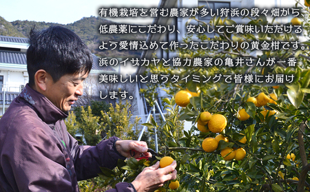 ＜旬をお届け！幻の黄金柑 約2kg＞ みかん ミカン 蜜柑 果物 柑橘類 果実 オレンジ フルーツ おうごんかん 黄蜜柑 25個前後 特産品 国産 明浜産 二ノ宮商事株式会社 愛媛県 西予市【常温】『2026年3月上旬から3月下旬迄に順次出荷予定』ANS0019