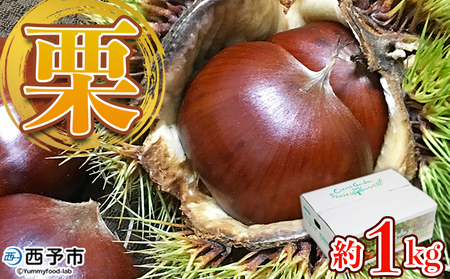 ＜栗 約1kg（2Lまたは3Lサイズ）愛媛県西予市産＞ クリ くり 果物 フルーツ マロン モンブラン 栗ご飯 栗きんとん 栗の甘露煮 特産品 国産 秋の味覚 食べて応援 宇都宮物産 愛媛県 西予市【冷蔵】『2025年9月上旬～10月中旬迄に順次出荷予定』UUB0045