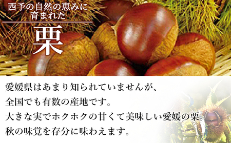 ＜栗 約1kg（2Lまたは3Lサイズ）愛媛県西予市産＞ クリ くり 果物 フルーツ マロン モンブラン 栗ご飯 栗きんとん 栗の甘露煮 特産品 国産 秋の味覚 食べて応援 宇都宮物産 愛媛県 西予市【冷蔵】『2025年9月上旬～10月中旬迄に順次出荷予定』UUB0045