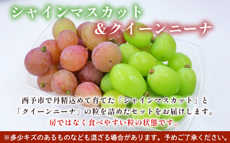 先行予約＜西予の美味しいぶどうセレクトセット／2色のつぶつぶぶどう500g×2p＞ 果物 くだもの フルーツ ぶどう 葡萄 ブドウ セット 食べ比べ 野菜ソムリエ 食べて応援 特産品 産地直送 西予ぶどう倶楽部 愛媛県 西予市【冷蔵】『8月下旬から9月上旬迄に順次出荷予定』OMC0006