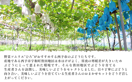 先行予約＜西予の美味しいぶどうセレクトセット／2色のつぶつぶぶどう500g×2p＞ 果物 くだもの フルーツ ぶどう 葡萄 ブドウ セット 食べ比べ 野菜ソムリエ 食べて応援 特産品 産地直送 西予ぶどう倶楽部 愛媛県 西予市【冷蔵】『8月下旬から9月上旬迄に順次出荷予定』OMC0006