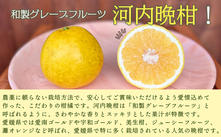 ＜《4月発送》旬をお届け！河内晩柑 約7kg＞ みかん ミカン 蜜柑 果物 柑橘類 果実 オレンジ フルーツ かわちばんかん カワチバンカン 15～20個前後 特産品 国産 明浜産 二ノ宮商事 愛媛県 西予市【常温】『2026年4月中旬から順次出荷予定』ANS0020